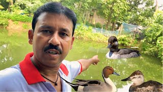 ভাবতে পারিনি কখনো সরালি পাখিতে আমাদের পুকুরে বাচ্চা দেবে 😊 ||