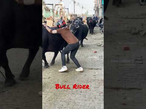 Bull Vlog || Bull Rider #shorts #viral #trending #bullvlog