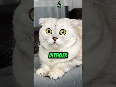 Kedi Pamuk Ev Temizliği Yapılırken Paspastan Korkuyor 4 #shorts #kedi #aile #eğlenceli