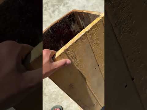 Honey bees 🐝 #honeybees  new guest in home