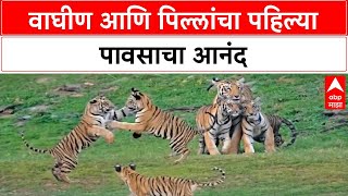 Monsoon News | वाघीण आणि पिल्ले पहिल्या पावसाचा आनंद लुटताना | उमरेड अभयारण्यातील दुर्मिळ क्षण