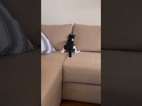 #cats #cutecat #funnycats #explore #cuteanimals #shorts #dog #fyp