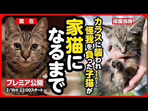 【感動】カラスに襲われ怪我を負った子猫がしあわせな家猫になるまで【まとめ】