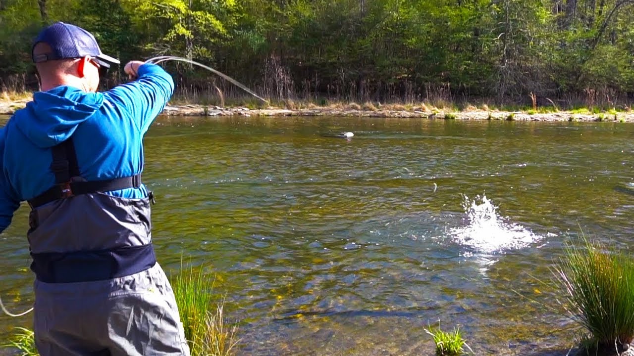 Fly Fishing for BIG Rainbow Trout in a Shallow River