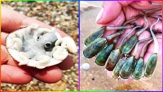 Catching Seafood 🦀🐙 ASMR Relaxing (Catch Shark, Fish, Deep Sea Monster) #868