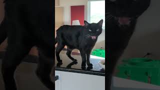 Clinton the Cat meets new mom, exhibits protest behavior