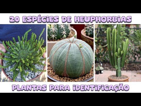 Euphorbias 20 espécies para identificação nomes Científicos veja a lista !