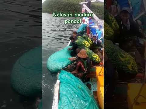 Mengejar ikan samapi perbatasan Australi