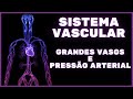 Sistema Cardiovascular e Funções Vasculares