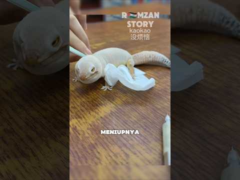 Membantu Gecko Ganti Kulit