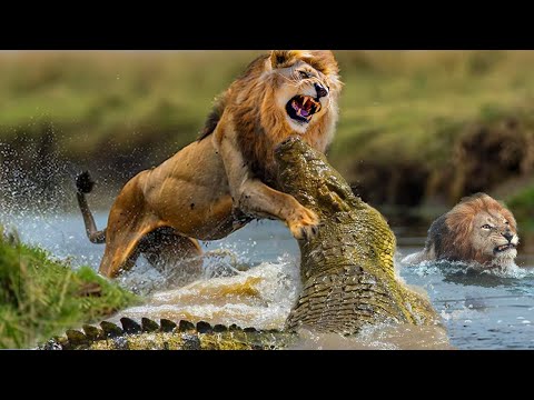 Despised By The Lion On Land, The Crocodile Seeks Underwater Revenge, Nearly Taking The Lion's Life