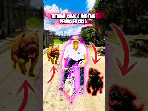 ALBOROTA PERROS EN CICLA 🐶👆🏻