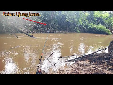 Mancing Ikan Baung Guna Umpan Kucur Gila,,,Gila betul makanya sampai kewalahan....