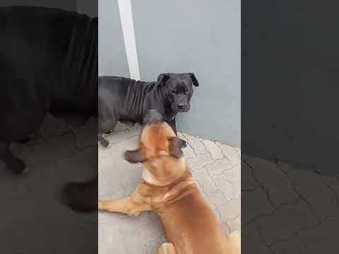 Today he was trying to impress her 🙈 so cute #subscribe #dogloverschannel #doglover #shortvideo #dog