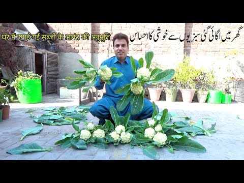 The feeling of happiness from home grown vegetables | घर में उगाई गई सब्जी के आनंद की अनुभूति