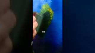 Bob Ross shows you how to add some quick foliage to your painting. Watch as it falls off the brush