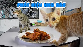 Thử Lòng Mèo Mẹ Và Cái Kết Có Clip Mukbang Cực Đỉnh Của Đám Mèo Hoang