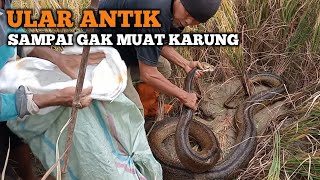 ULAR ANTIK SAMPAI GAK MUAT KARUNG TERTANGKAP DI SAWAH