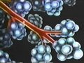 Understanding Respiration and the Respiratory System
