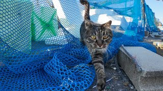 猫と一緒に漁港をお散歩したら癒しが過ぎた
