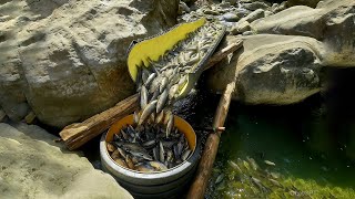 I Made a Fish Trap and Caught Fish in Five Minutes