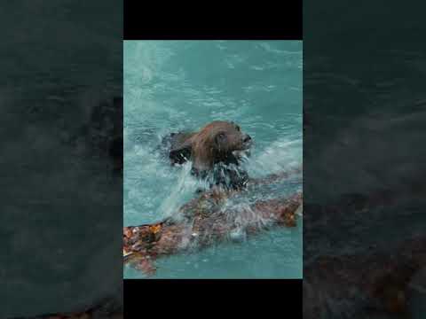 1  bear amazinganimals nature wildlife foryoupage