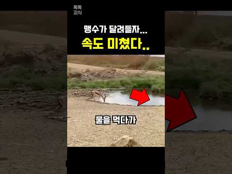 맹수가 최고 속도로 달려들자…