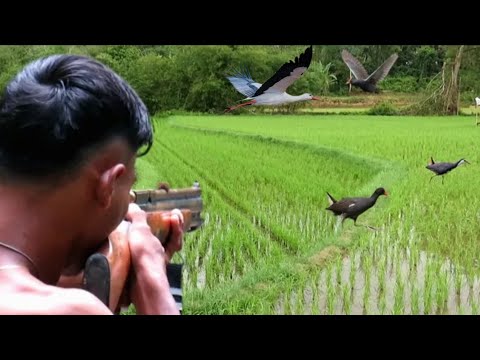 BERBURU BURUNG SAWAH dan BIAWAK KEBAL‼️