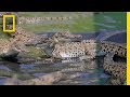 Crocodile Conservation and Characteristics