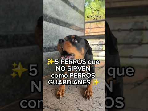 ❌️5 PERROS que NO SIRVEN como PERROS GUARDIANES#perros #dog #perrostiernos #videosgraciosos #pitbull