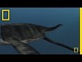 Extinct Sea Creatures and Hesperornis