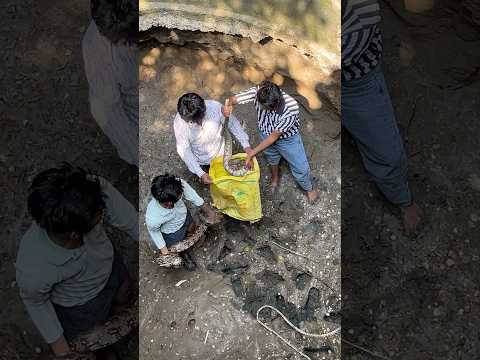 कुवे मे से निकाले दो बडे बडे अजगर 😱#snakerescue #python #wildliferescue #snakevideo #hardwork