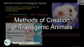 Methods of Creation of Transgenic Animals