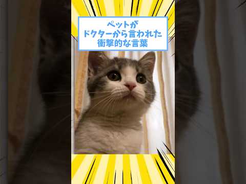 ペットがドクターから言われた衝撃的な言葉www #猫 #犬 #ペット #動物 #2ch #shorts