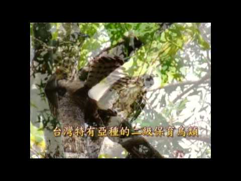 鳳頭蒼鷹 英語 - YouTube