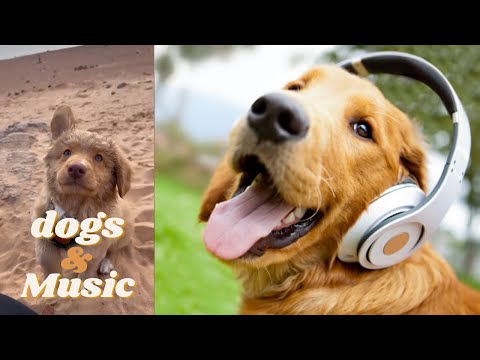 Dogs being great with relaxing music