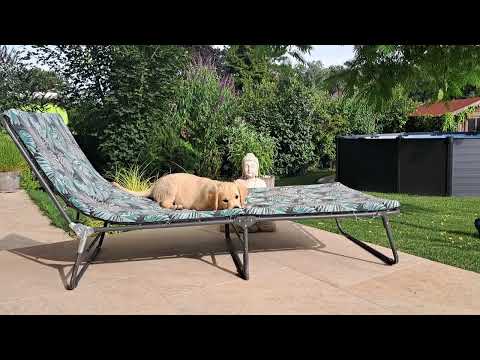 Cute Puppy enjoying a summer day