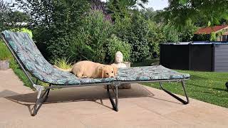 Cute Puppy enjoying a summer day
