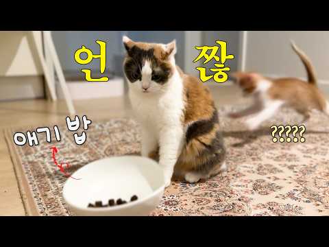 왜 못 먹게 하는데