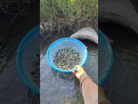 #vlog #batca #fish #miềntâysôngnước