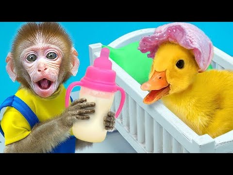 Monkey baby Shark 🤣 Best Compilation | Monkey Baby Show #monkeybaby #monkeybabyshark