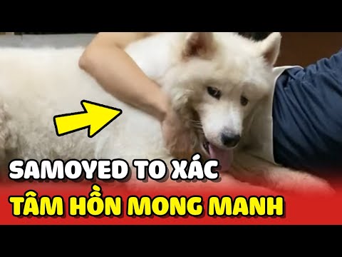 Thanh niên Samoyed to xác nhưng tâm hồn mong manh dễ vỡ 😂