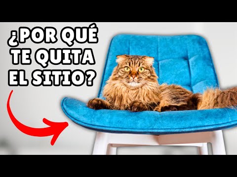 Si tu gato OCUPA tu ASIENTO, está tratando de decirte que...