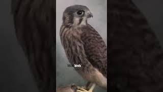 Meet Falkey the Kestrel, one of Bob's animal buddies