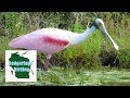 Bird Watching in Florida