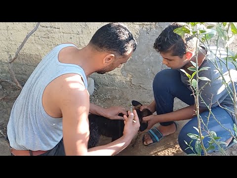  التخلص من #كلاب_الشارع .. وعيشتها في #امان .. حق الشارع وامان الأط..فال . #بسبوسه ضيف جديد.