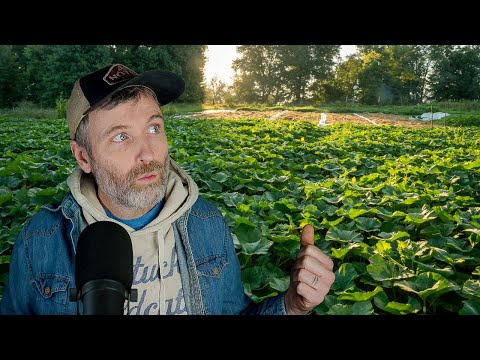 Growing Vining Crops in the Market Garden + Hedges (but in the shape of wedges)