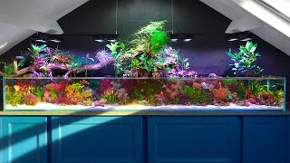 A Big Problem in My Saltwater Paludarium