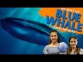 Blue Whale Facts and Conservation