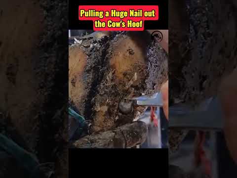 Pulling a Huge Nail out the Cows Hoof #tiktok #fyp #viral #cow #hoof #hoofcare #hoofcow #hoofpicking